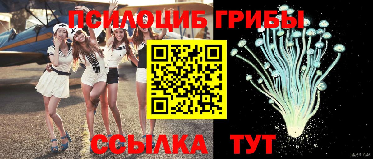 Галлюциногенные грибы Psilocybe Астрахань